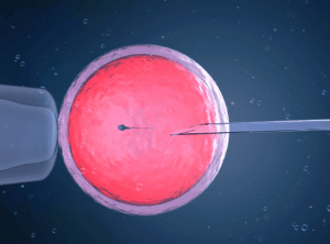Künstliche Befruchtung unter dem Mikroskop