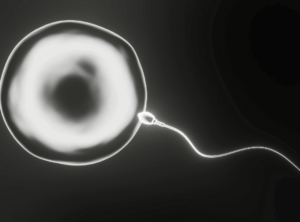 Spermium und Eizelle unter dem Mikroskop